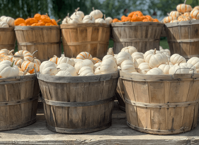 How to Dry Out Pumpkins Stems DIY