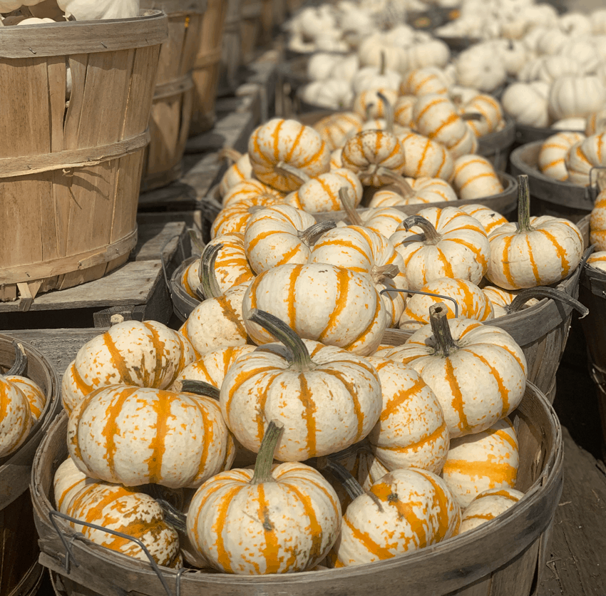 How to Dry Out Pumpkins Stems DIY