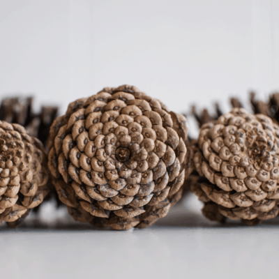 How to Prepare Pine Cones for Crafts: One Step to NEVER Skip