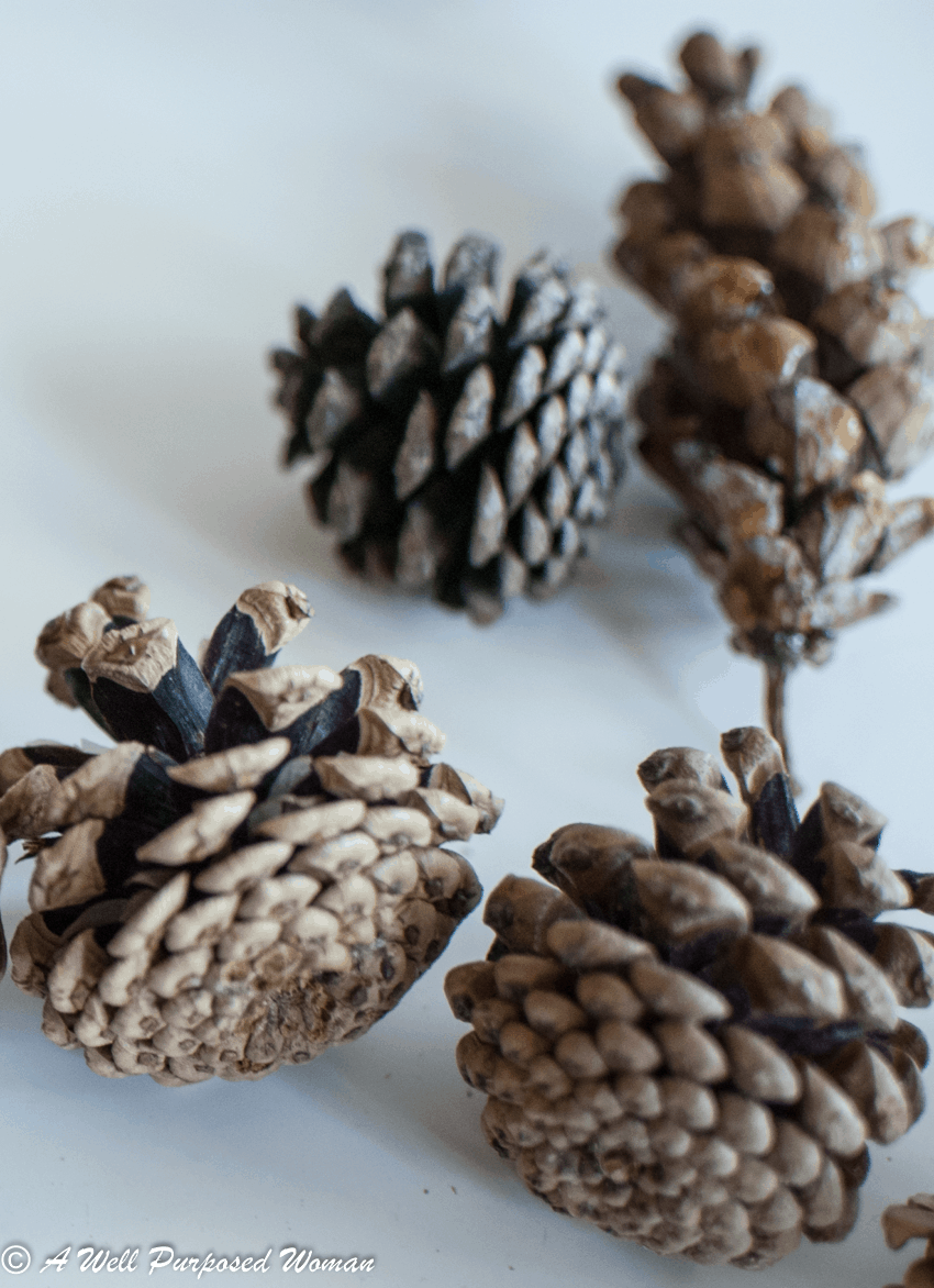 How to Prepare Pine Cones for Crafts: One Step to NEVER Skip - A Well ...