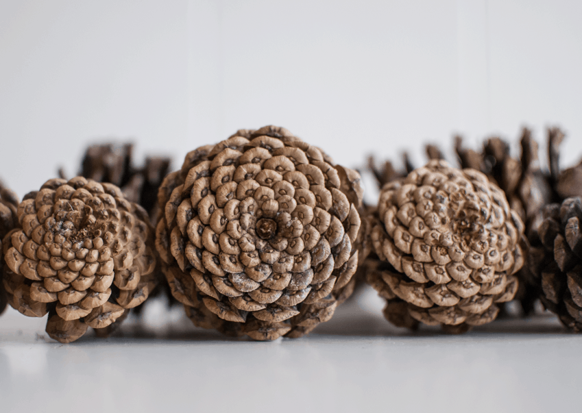 Pinecone Cleaning Steps Before Indoor Use - Crafts, Wreaths, and More!